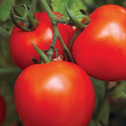 Jet Star Tomato Vegetable Seeds