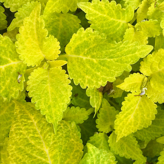 Fairway Yellow Coleus Flower Seeds
