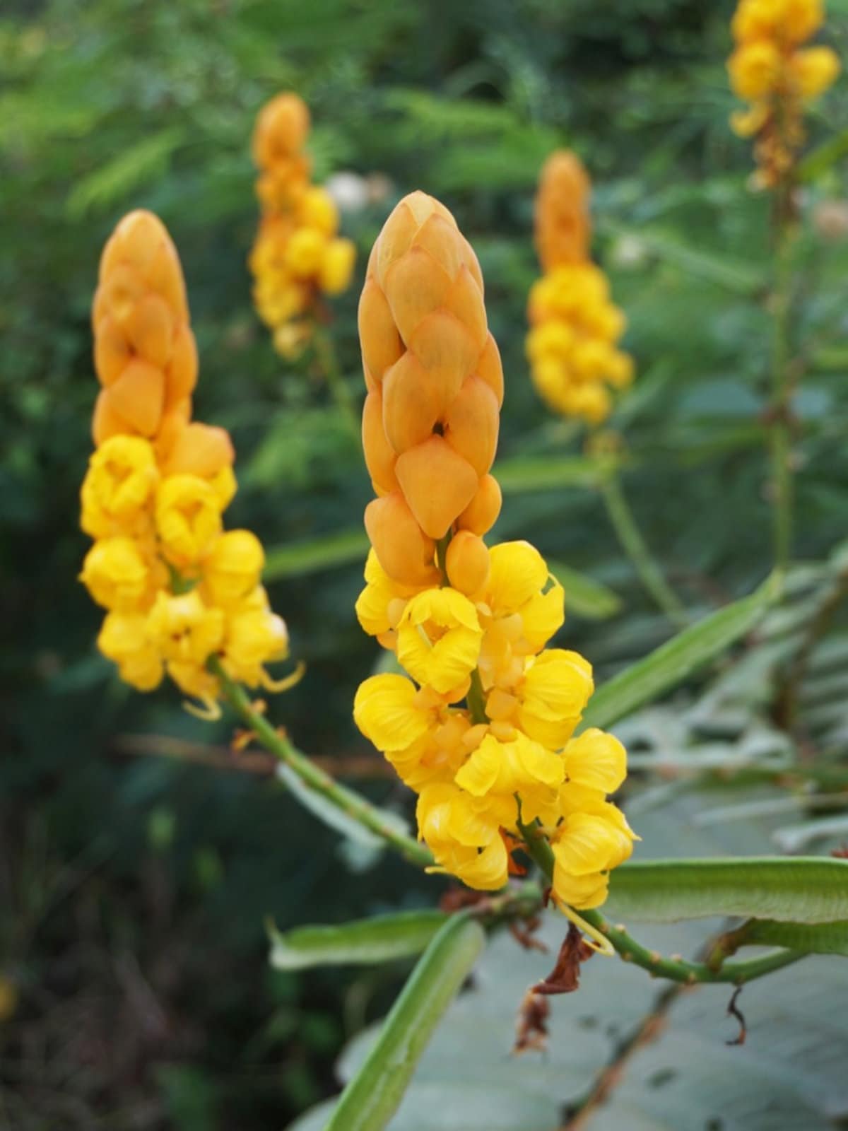 Yellow Cassia Candlestick Flower seeds for Planting - Cottage Garden Essential, Heirloom & GMO Free Seeds for Home Garden
 
 Sale seeds for planting in home garden