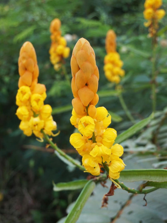Yellow Cassia Candlestick Flower seeds for Planting - Cottage Garden Essential, Heirloom & GMO Free Seeds for Home Garden
 
 Sale seeds for planting in home garden
