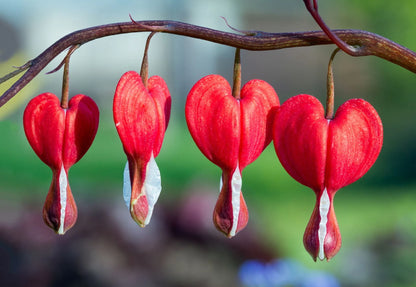 Red Bleeding Heart Flower Seeds