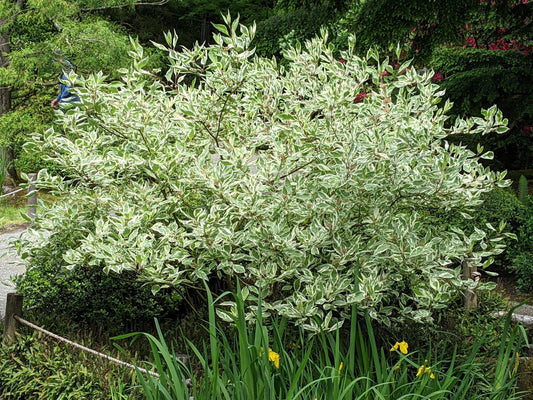 Tatarian Dogwood Shrub Seeds