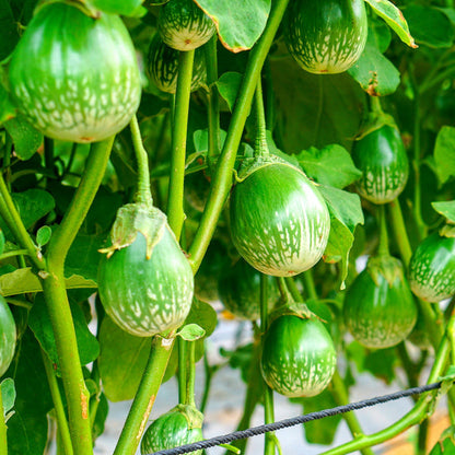 Semillas de berenjena redonda tailandesa