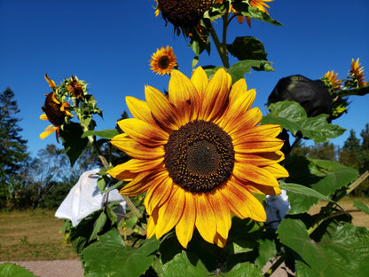 Earth walker Sunflower Seeds