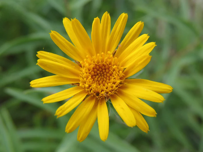 Arnica Flower Seeds