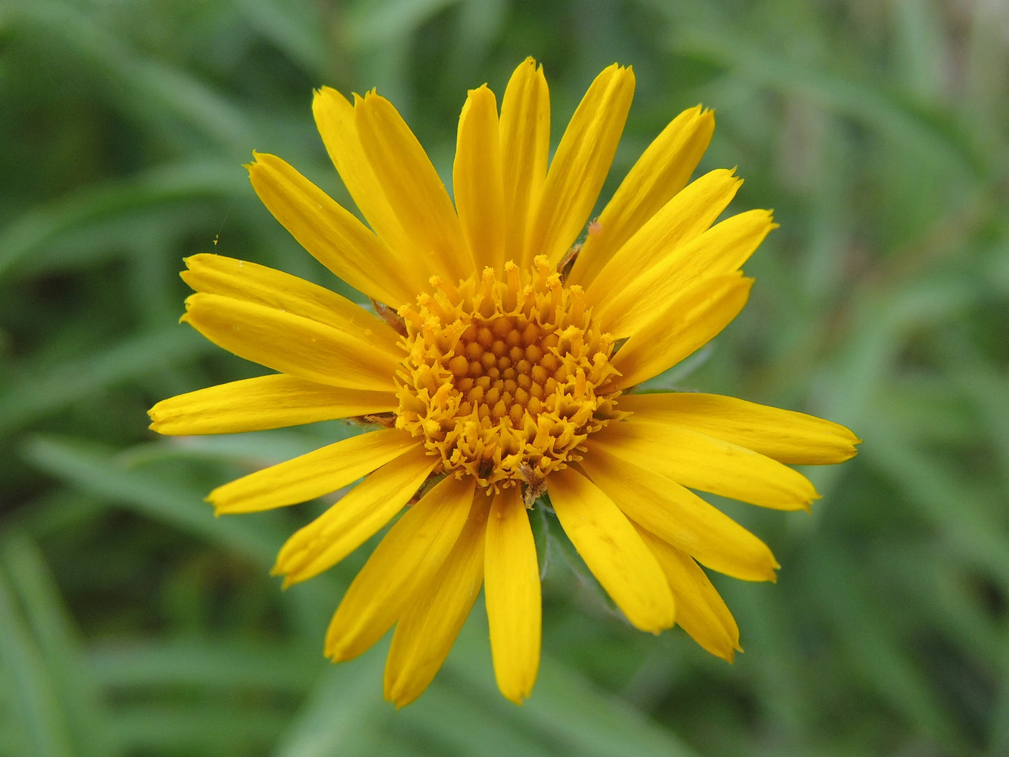 Arnica Flower Seeds