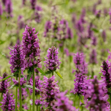 Semi di Erba di Stachys Officinalis