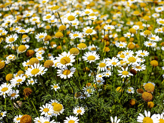 Chamaemelum Flower seeds for Planting - Pollinator Friendly, Heirloom & GMO Free Seeds for Home Garden
 
 Sale seeds for planting in home garden