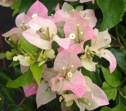 Light Pink Bougainvillea Flower Seeds