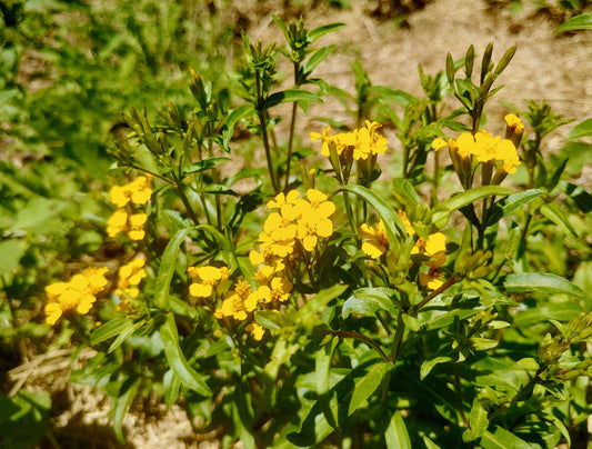 Tagetes Lucida Flower seeds for Planting - Cut Flower Favorite, Heirloom & GMO Free Seeds for Home Garden
 
 Sale for planting in home garden.