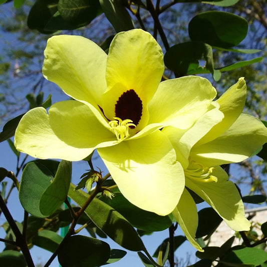 Semi di arbusto Bauhinia Tomentosa