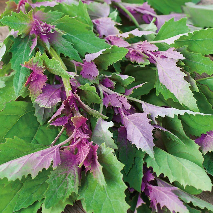 Tree Spinach Vegetable  Seeds
