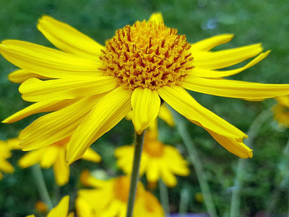 伝統種アルニカ・モンタナ花の種まき用 季節の開花植物 伝統種・遺伝子組み換えなし 家庭菜園用