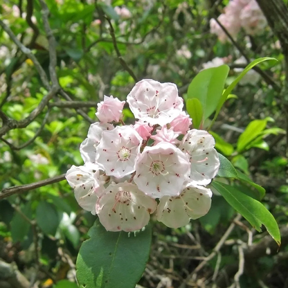 Berglorbeer-Blumensamen