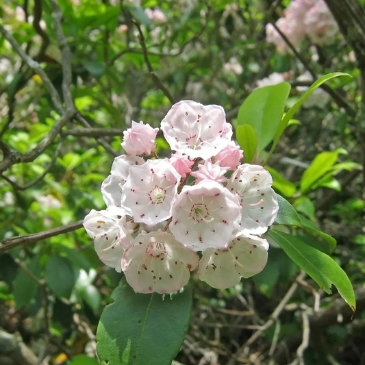 Mountain Laurel Flower Seeds