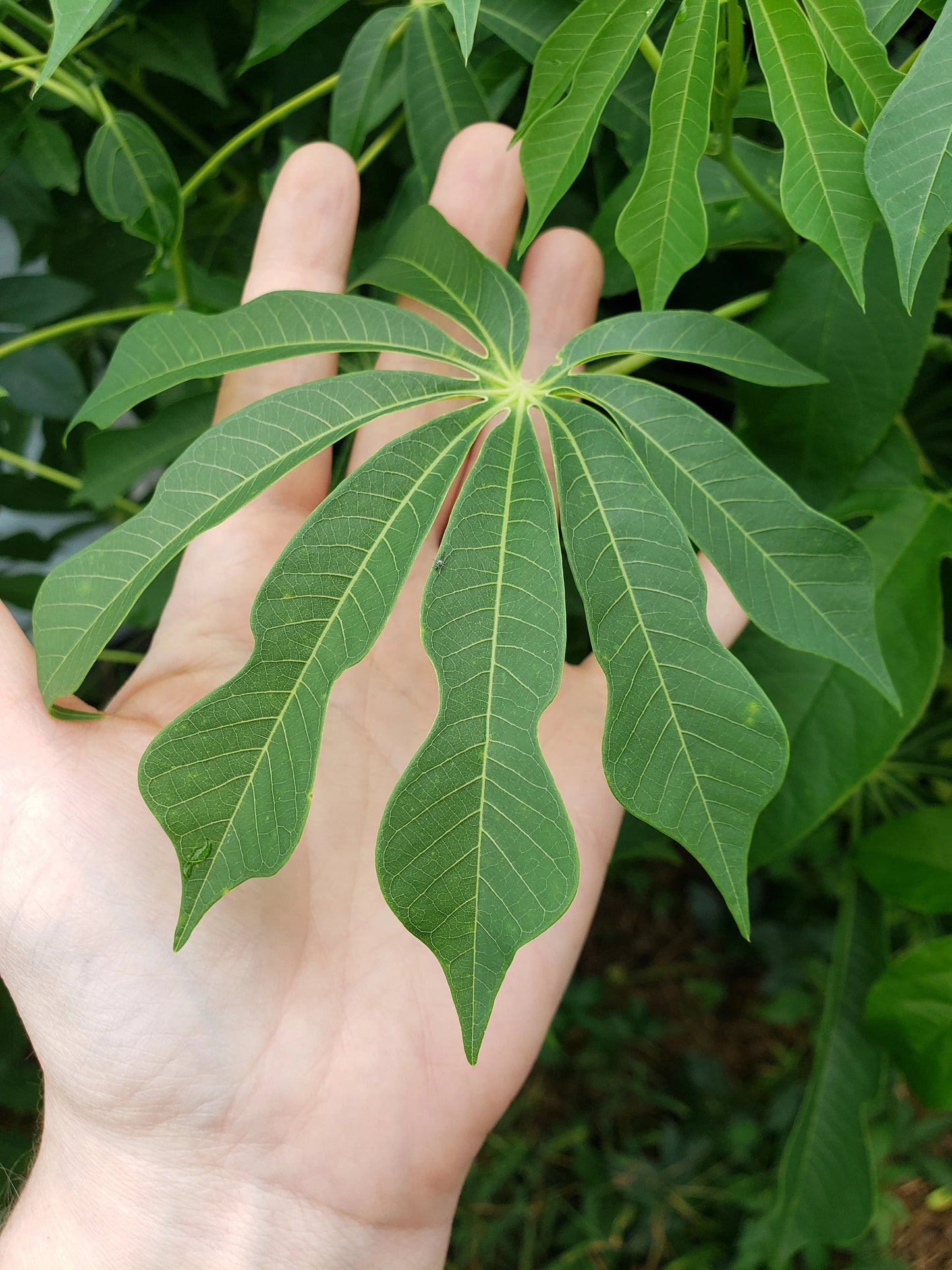 Manihot Dulcis Shrub Seeds