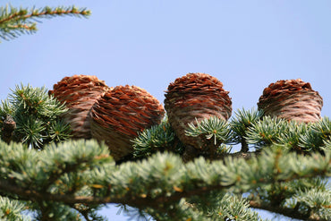 Semi di albero di Cedro del Libano