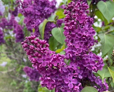 Purple Lilac Flower Seeds