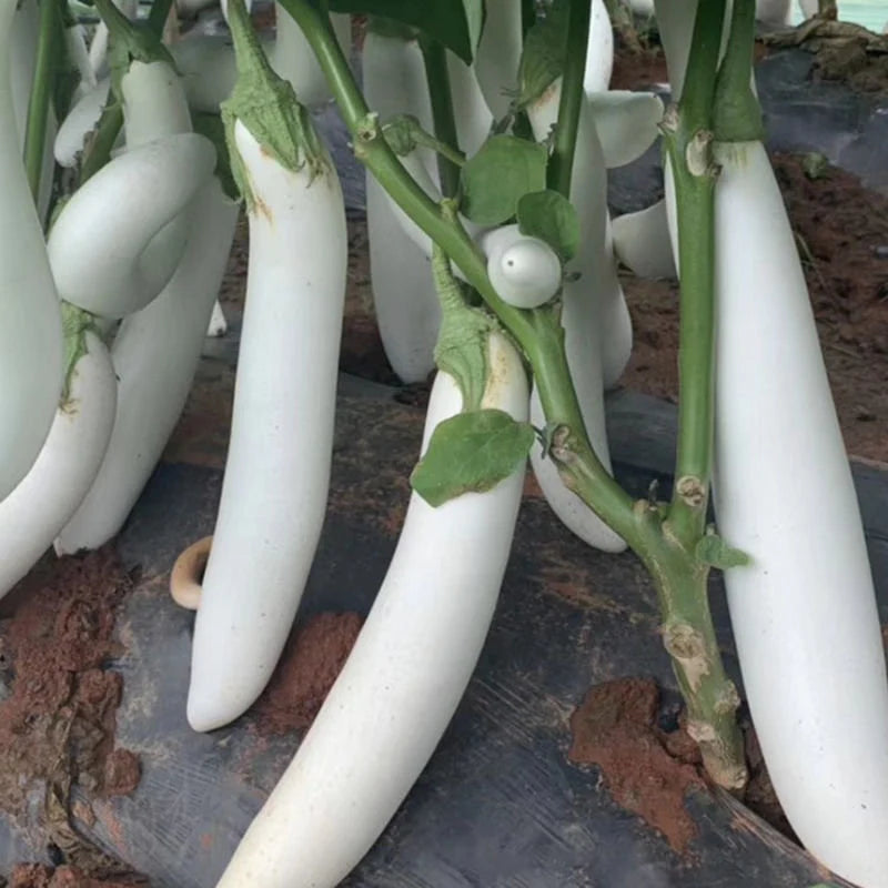 Graines de légumes d'aubergine longue blanche