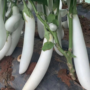 Graines de légumes d'aubergine longue blanche