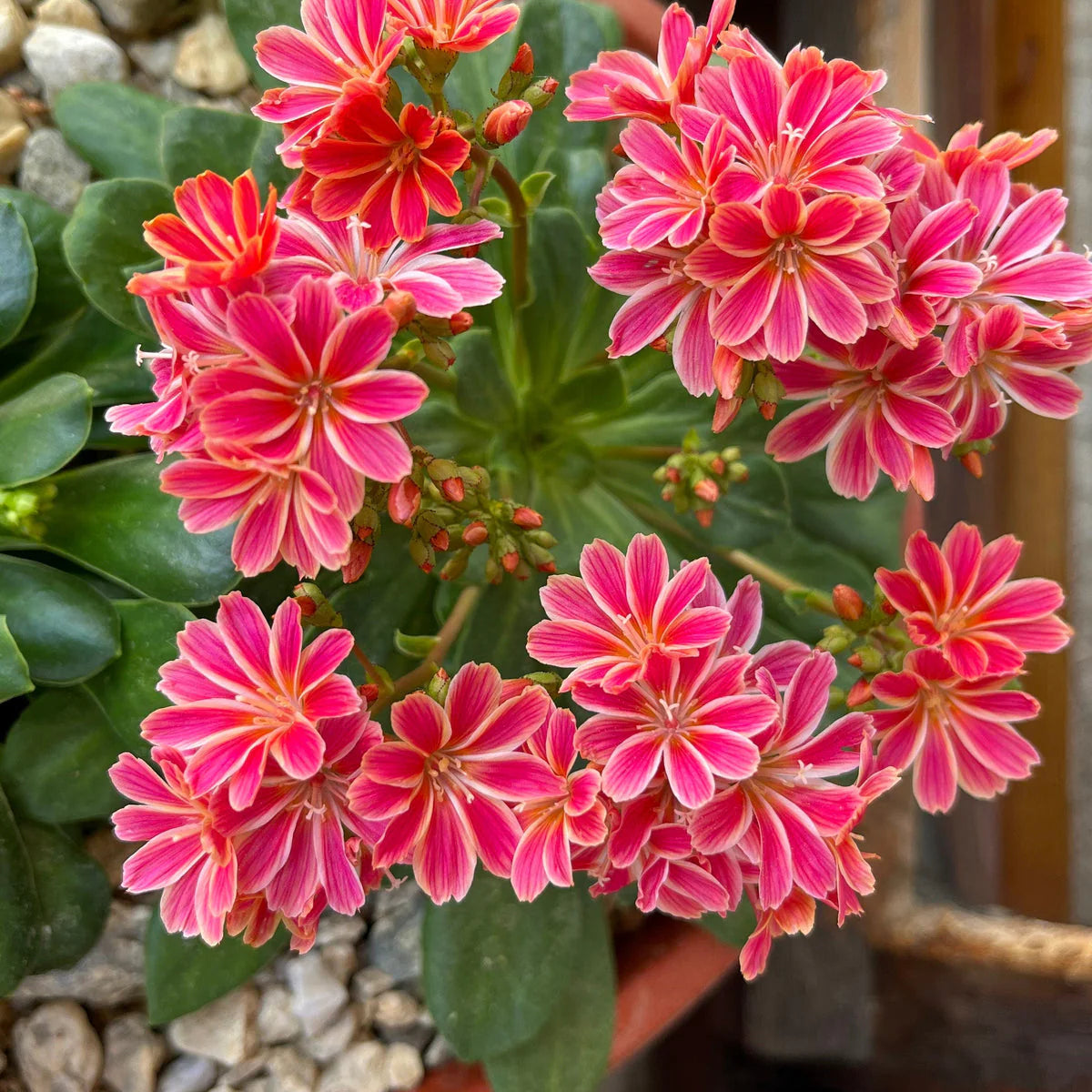 Heirloom Lewisia Flower seeds for Planting Drought Tolerant Heirloom & GMO Free Seeds for Home Garden