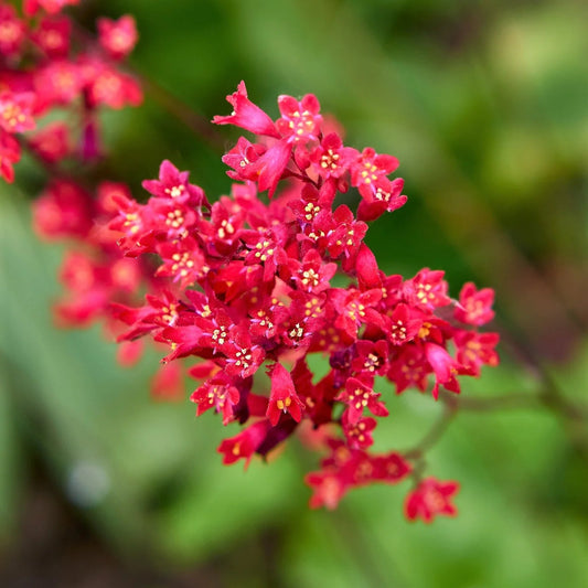 Coral Bells Flower Seeds