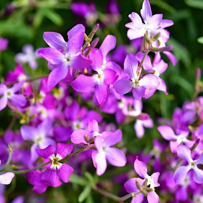 Evening Scented Stock Flower Seeds
