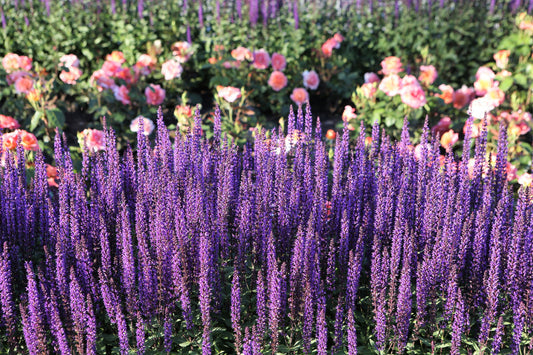 Munstead Lavender Lavandula Angustifolia Munstead Blue English Fragrant Purple Flower Herb Seeds heirloom non-gmo organic garden seeds