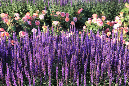 Munstead Lavender Lavandula Angustifolia Munstead Blue English Fragrant Purple Flower Herb Seeds heirloom non-gmo organic garden seeds
