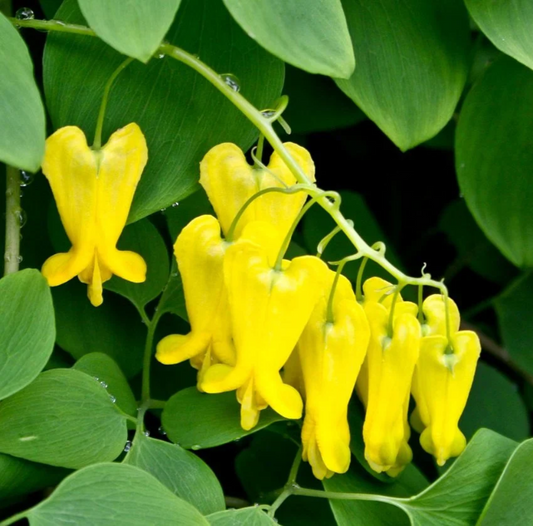 Dicentra Spectabilis Yellow Bleeding Heart Flower Seeds