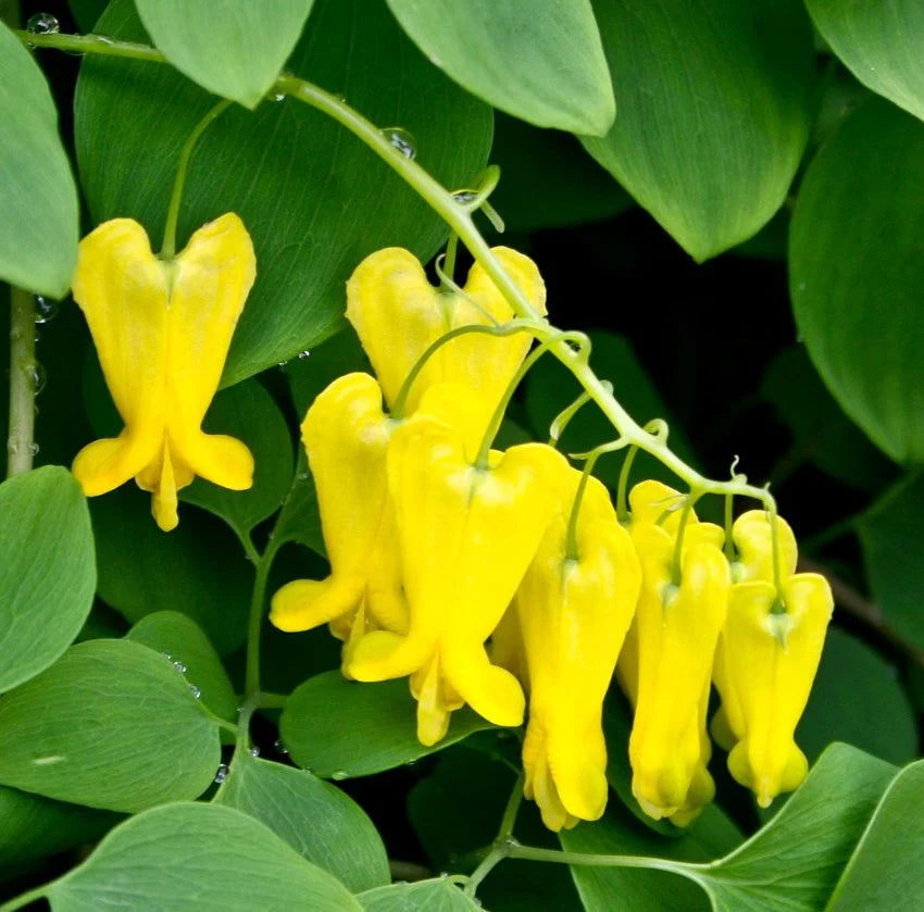 Yellow Bleeding Heart Flower Seeds