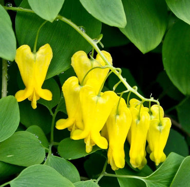 Yellow Bleeding Heart Flower Seeds