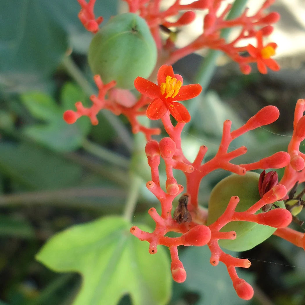 Jatropha Podagrica Strauchsamen