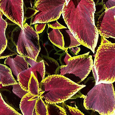 Semi di pianta Coleus Jazz Ruby