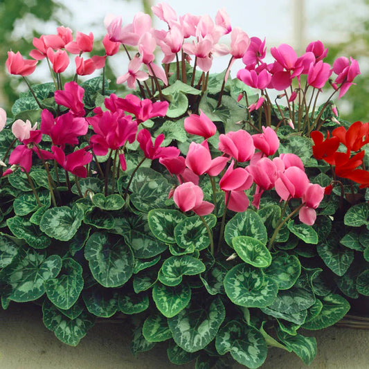 Persicum Flower seeds for Planting - Fragrant Blossoms, Heirloom & GMO Free Seeds for Home Garden