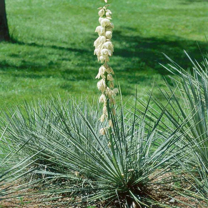 Yucca Glauca Flower Seeds