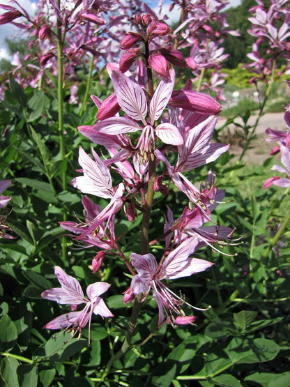 Dictamnus Albus Mixed Flower Seeds
