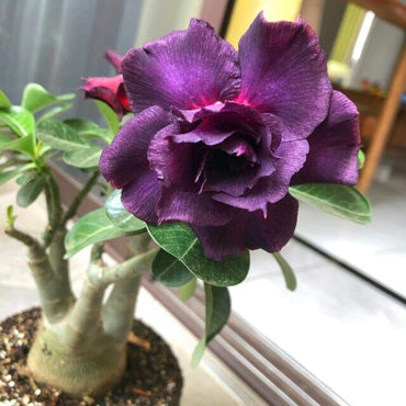 Purple Desert Flower Seeds