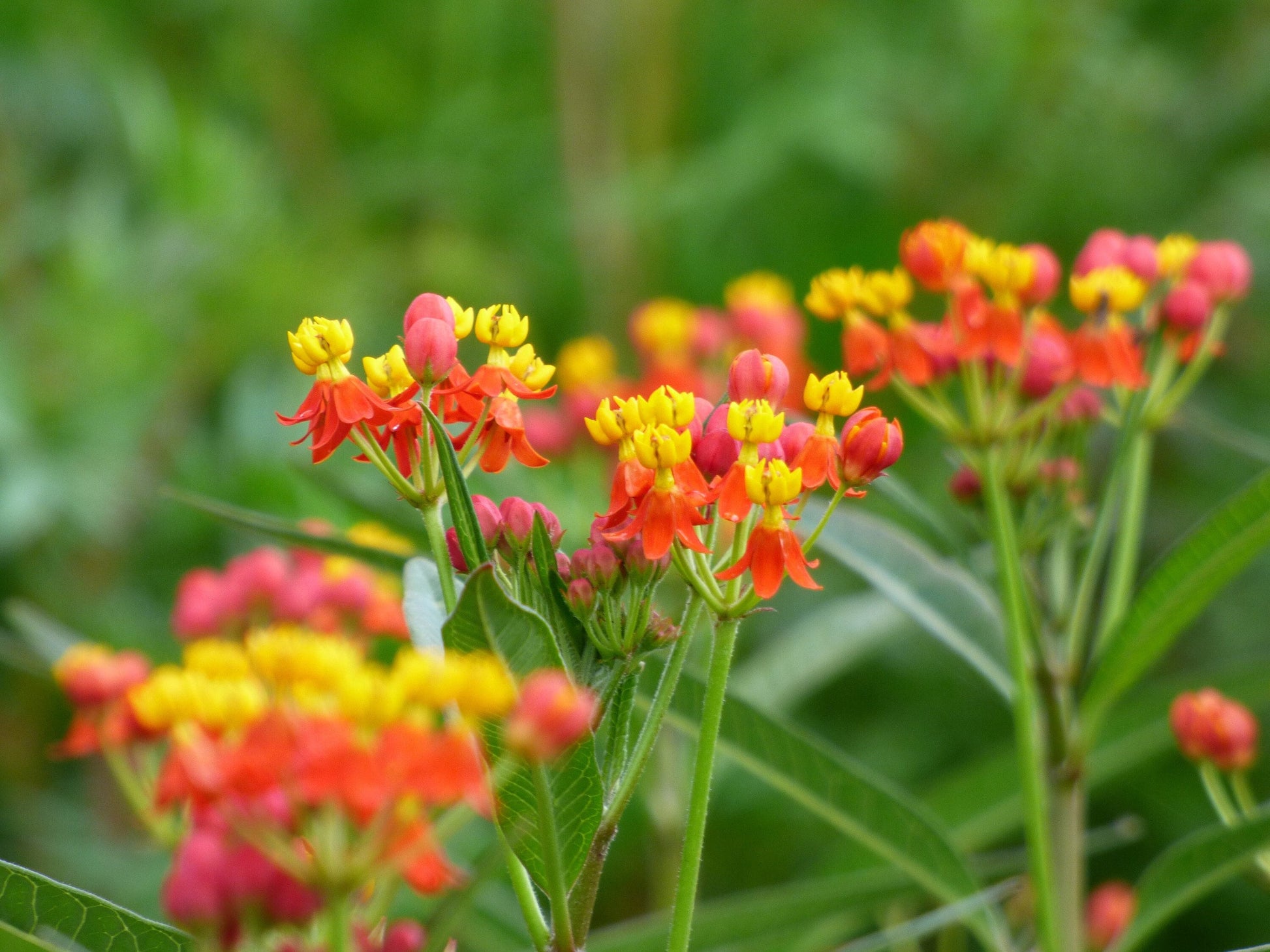 blood flower milkweed seeds Bloodflower Milkweed Flower Seeds for Planting – Heirloom, Non-GMO, Po – Pure Asia Seeds