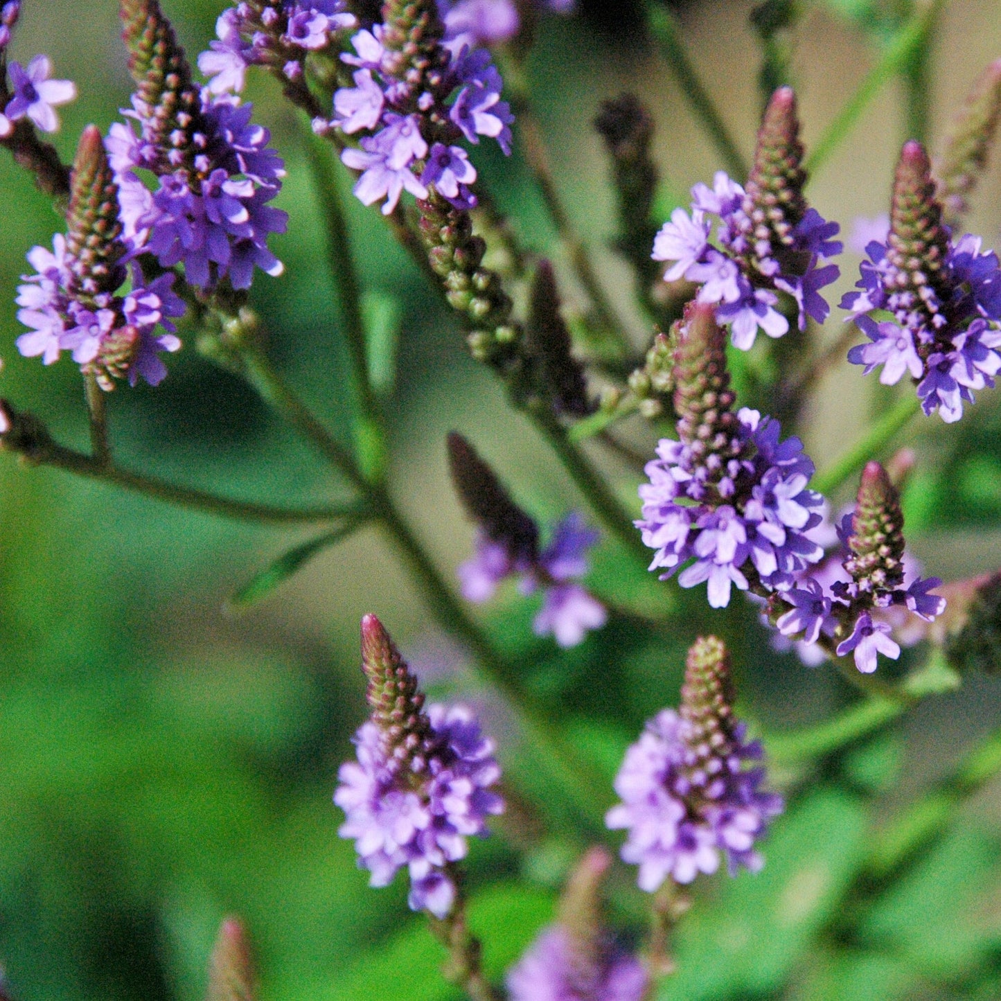 Vervain Herb Seeds