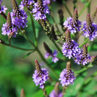 Vervain Herb Seeds
