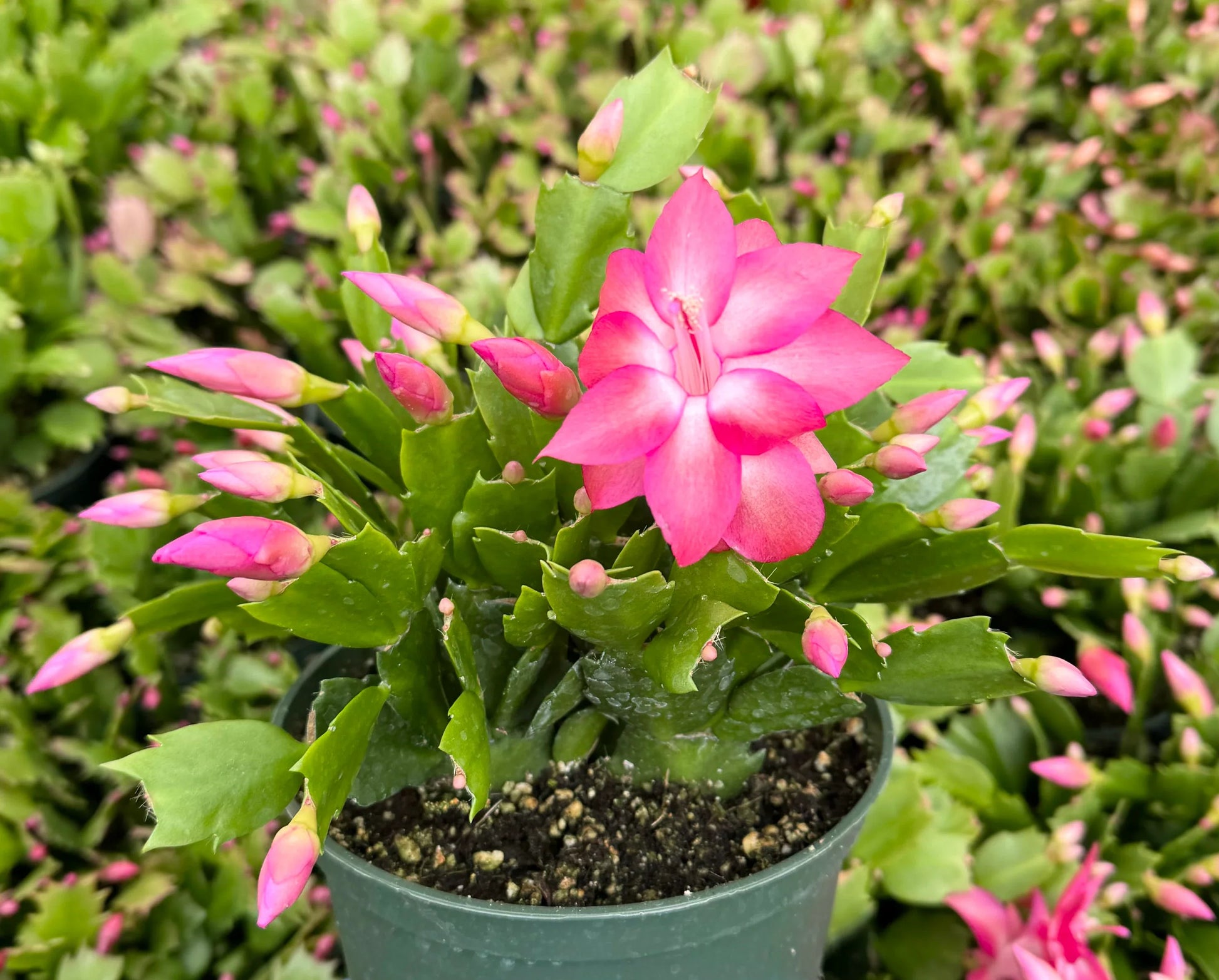 シュランベルゲラの種子－植え付け用の紫色のシュランベルゲラの花の