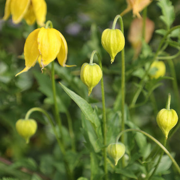 Clematis Tangutica 'Radar Love' Flower Seeds