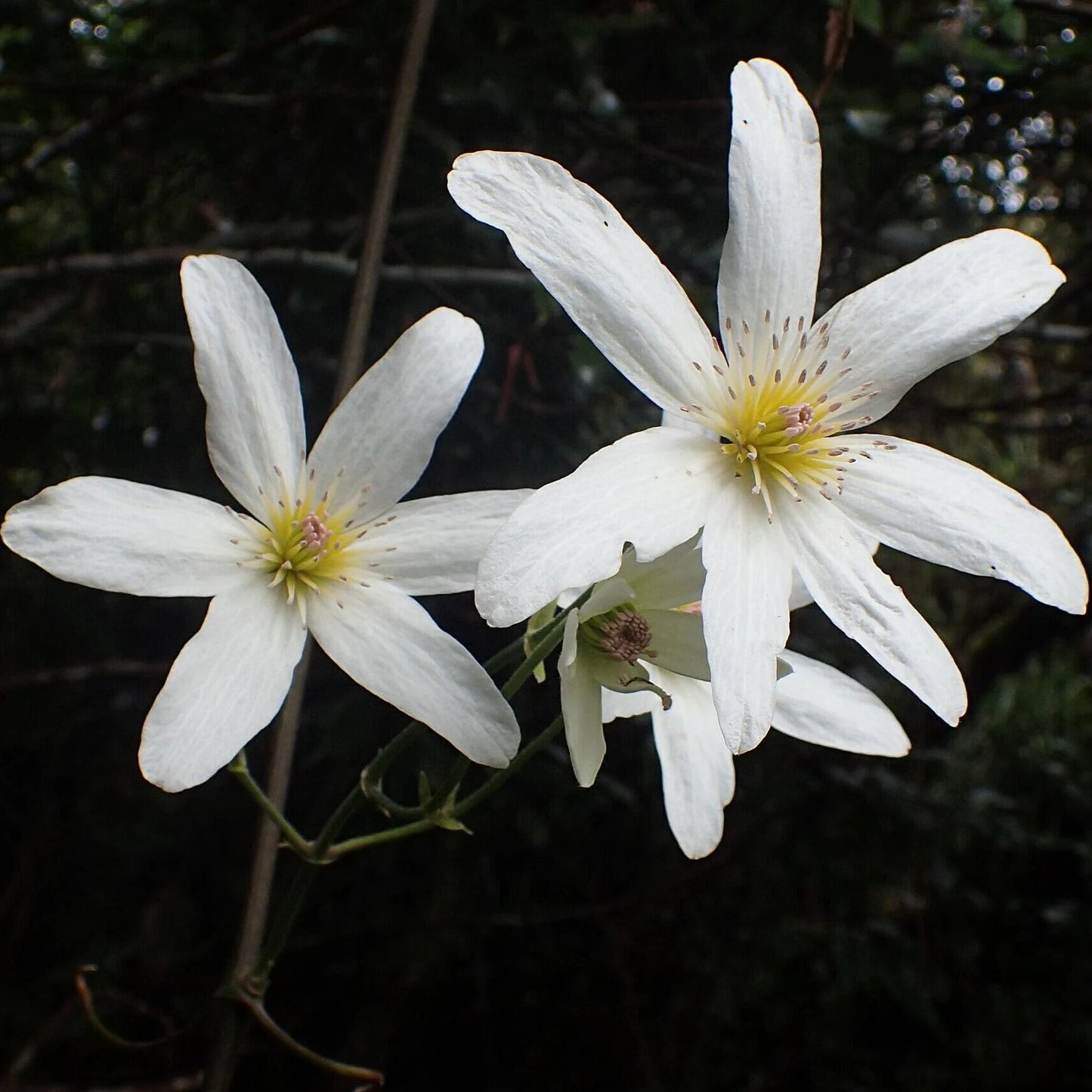 Sweet Autumn Clematis Flower Seeds
