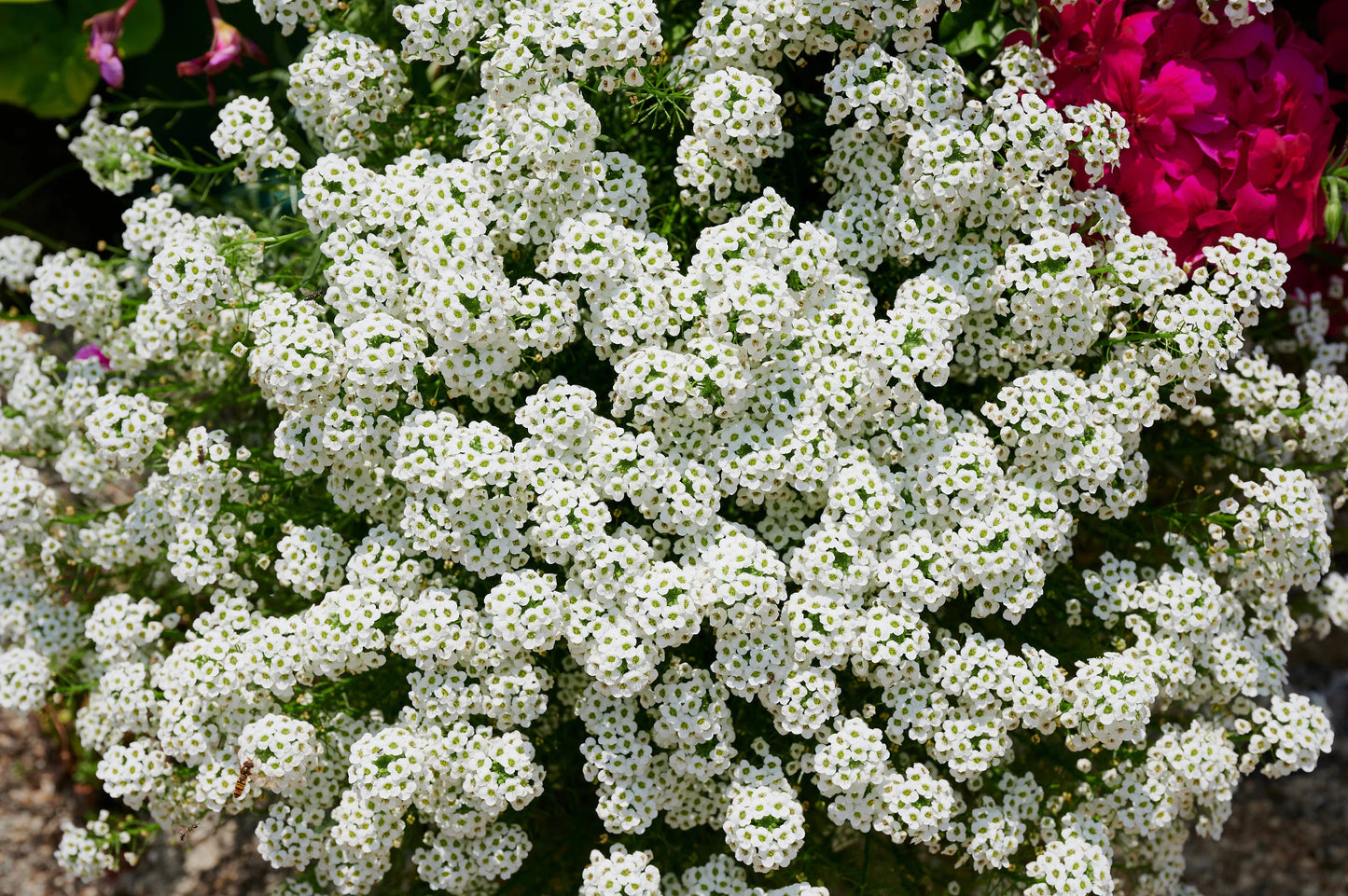 Teal Alyssum Flower Seeds