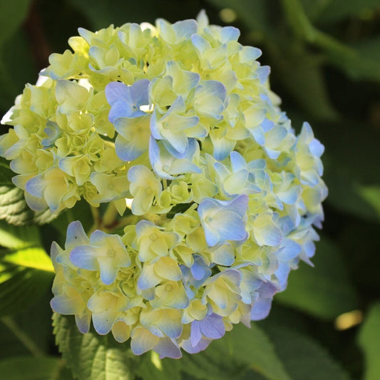 Blue & Yellow Hydrangea Flower seeds for Planting Garden Favorite Heirloom & GMO Free Seeds for Home Garden
 
 Sale seeds for home garden planting