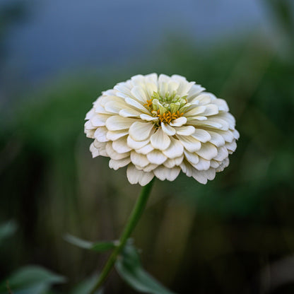 Zinnia Polar Bear Flower Seeds