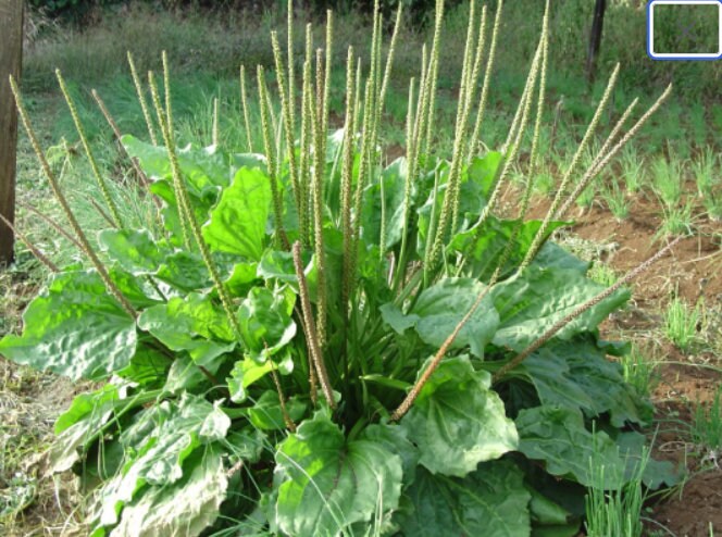 Plantago Asiatica Kräutersamen