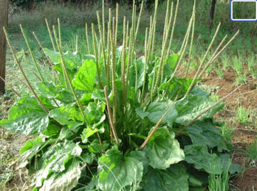 Plantago Asiatica Kräutersamen