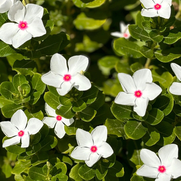 Bright Eyes Periwinkle Flower Seeds